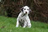 DALMATIEN 469